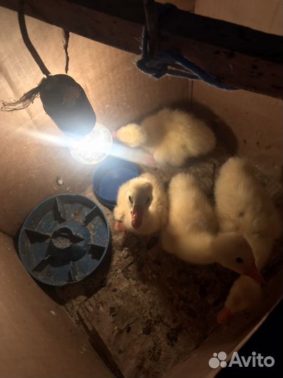 Гусята подрощенные линда