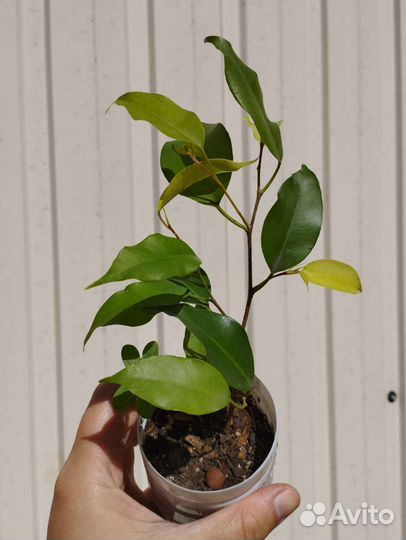 Фикусы Бенжамина, декабрист, драцена Маргината