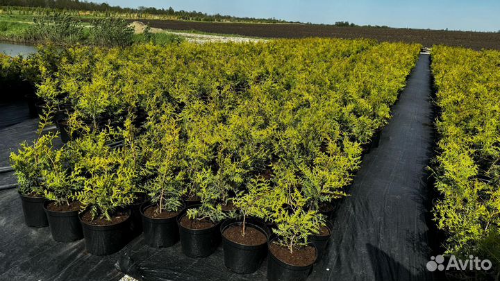 Готовый бизнес посадка закладка питомника