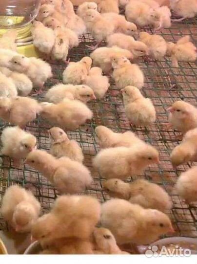 Перепела (яйца,цыплята)