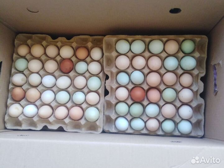 Яйцо домашнее, в инкубатор