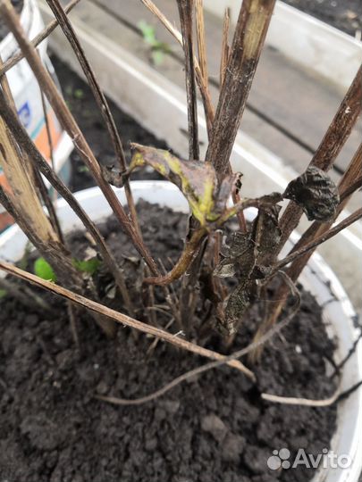 Растение садовое