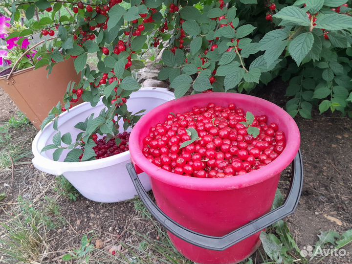 Продаю саженцы и цветы