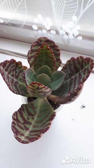 Сциндапсусы, Каланхоэ