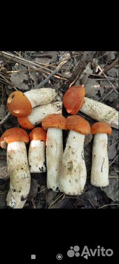 Грибы свежие подосиновики