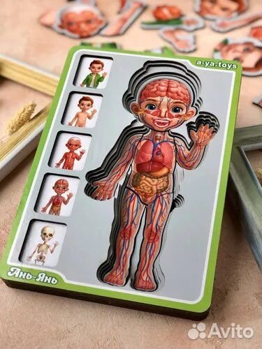 Пазл-сортер Анатомия человека-мальчик