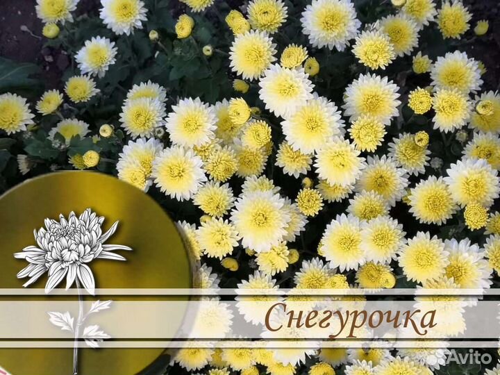 Хризантемы корейские