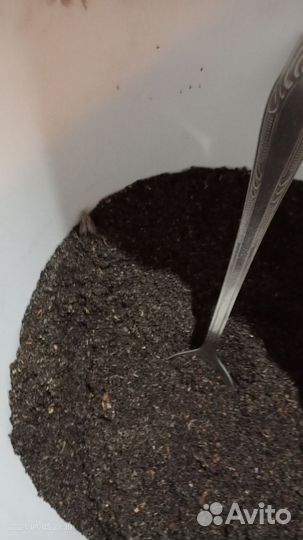 Пжвм-поживёМ