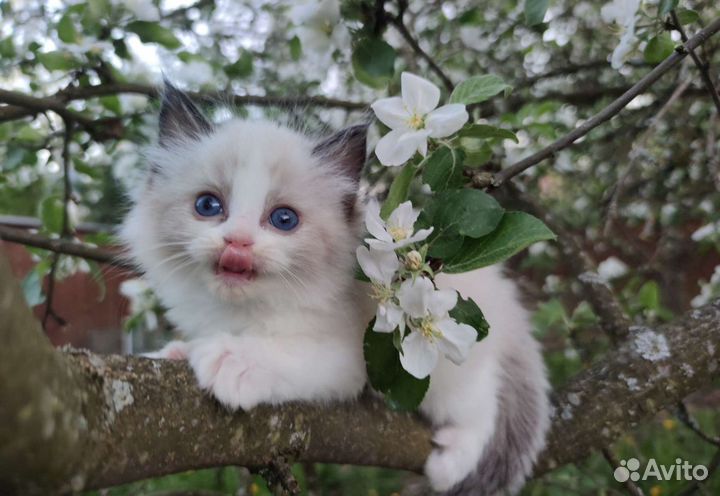 Котята рэгдолл из питомника