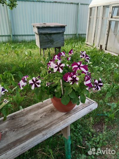 Петуньи в горшках
