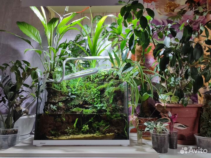 Растения для флорариума/палюдариума/террариума