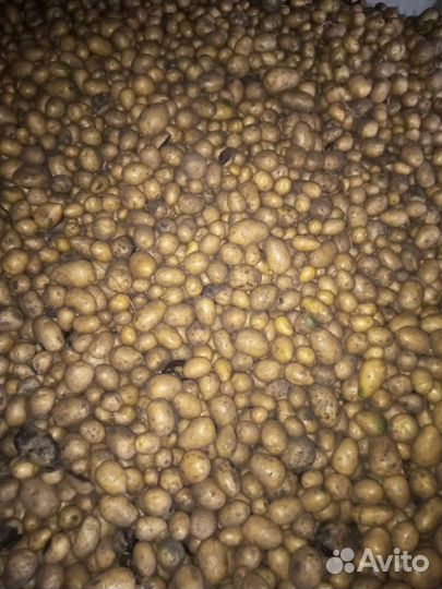 Продам картофель деревенский