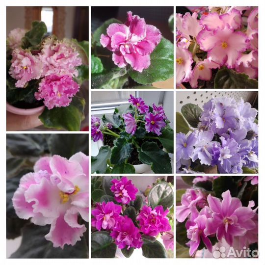 Фиалки набор 9 шт