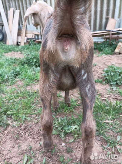 Нубийские козлята