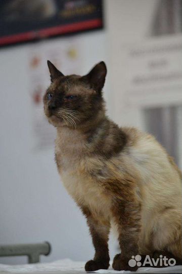 Кот