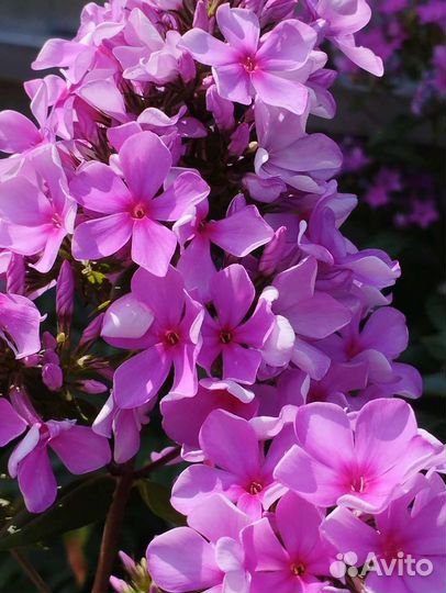 Флокс Ауреоле и др