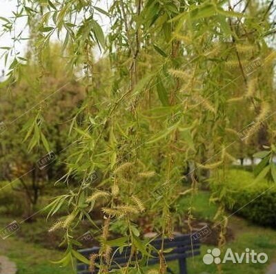 Ива плакучая, контейнер 5л/7л