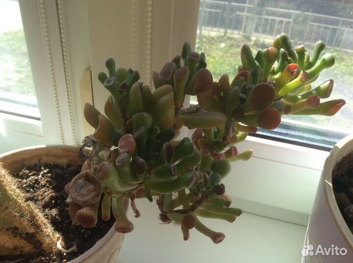 Эписиция и др домашние цветы