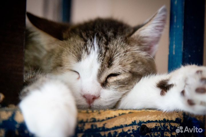 Отдам кота в добрые руки