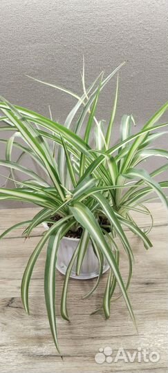 Хлорофитум