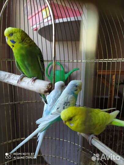 Попугаи самки