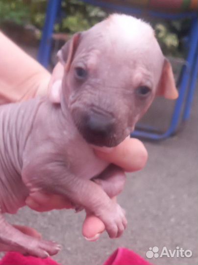 Ксоло стандарт