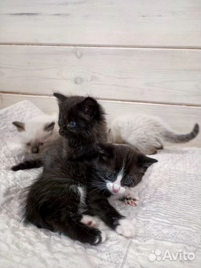 Пушистые котята
