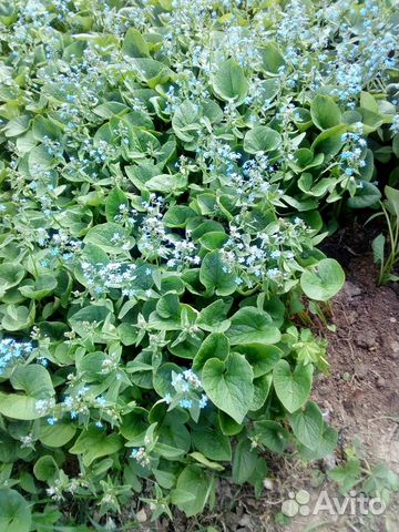 Цветы многолетки