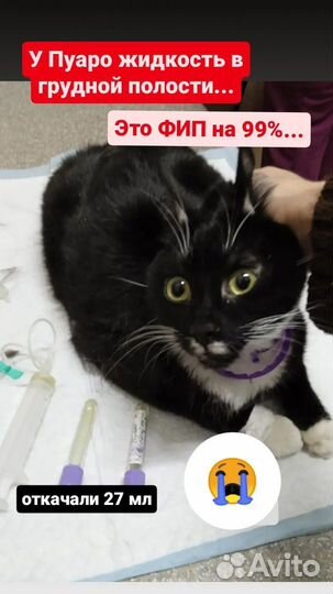 Котик заболел Фип от тоски. никто не усынов. Приют