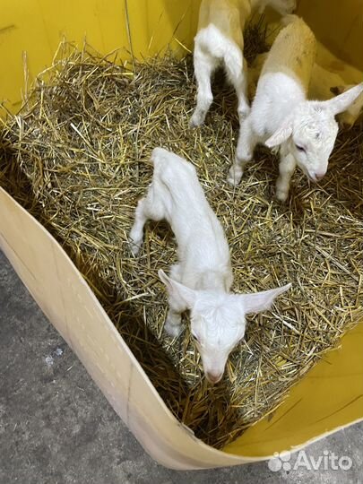 Продается козочка