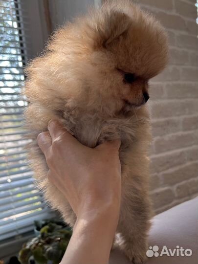 Померанский шпиц мини девочка