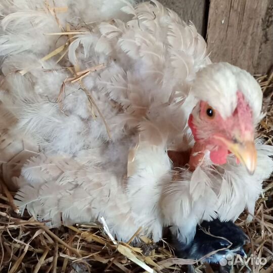 Домашняя птица