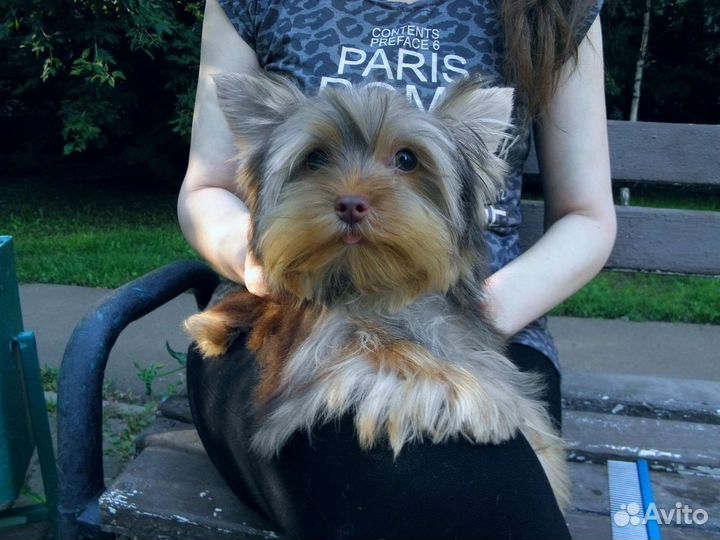 Мальчик Йорка шоколадного окраса