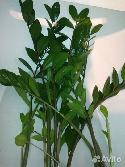 Замиокулькас (долларовое дерево)