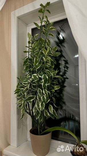 Педилантус