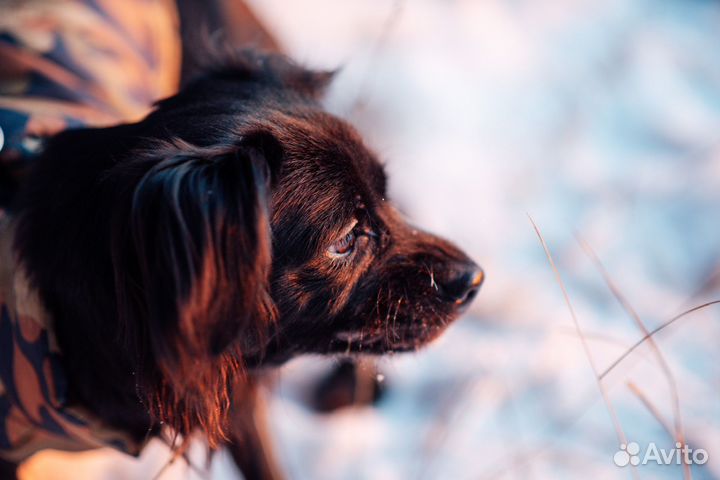 Отдам собачку в хорошие руки