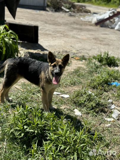 Щенок метис овчарки