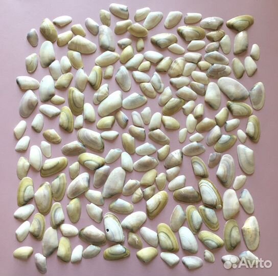 Морские ракушки