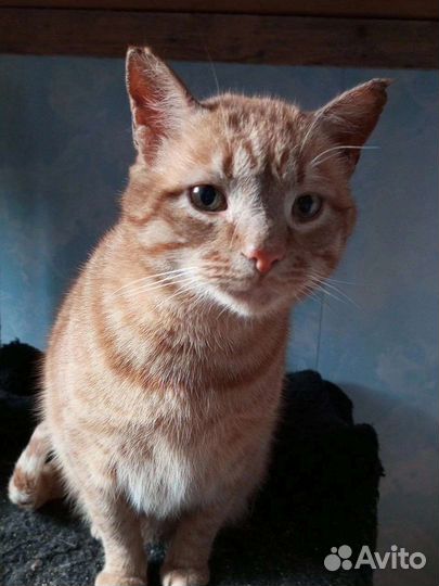 Кот в добрые руки