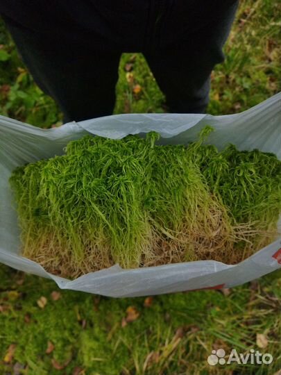 Мох сфагнум свежий сбор