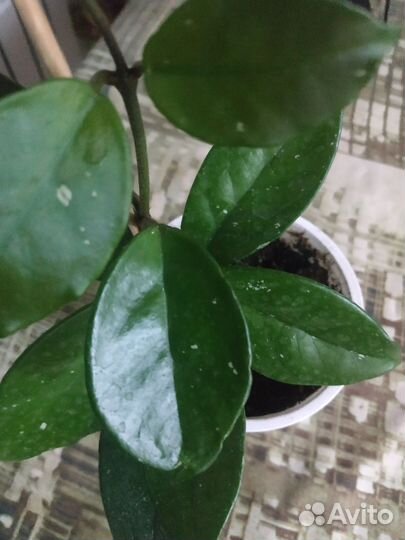 Хойя Карноза