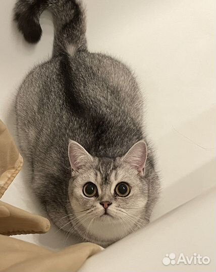 Передержка животных