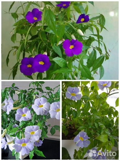 Комнатные, плодовые экзоты