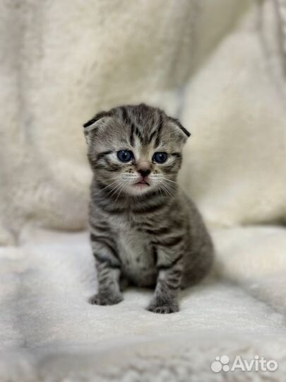 Шотландская