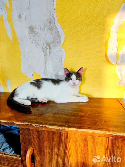 Шурик в Приюте застрял несправедливо из шубки