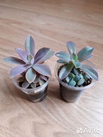 Суккуленты