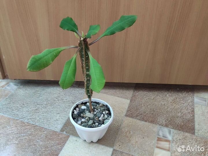 Комнатные растения