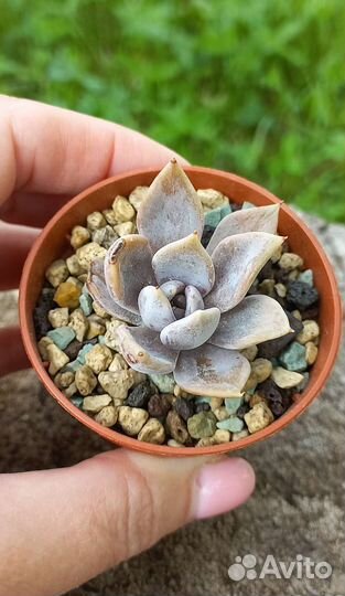 Суккуленты по всей РФ (часть2) - Эхеверии