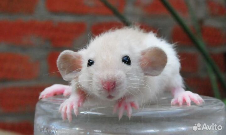 Декоративные крысята/крыса и мышки/мышь
