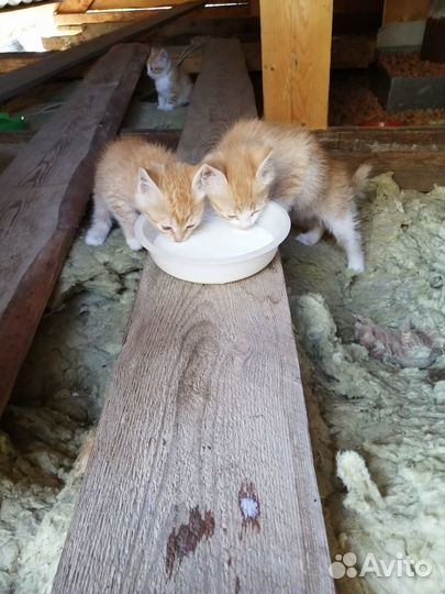 Котята в добрые руки бесплатно